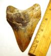Colorful Megalodon Tooth